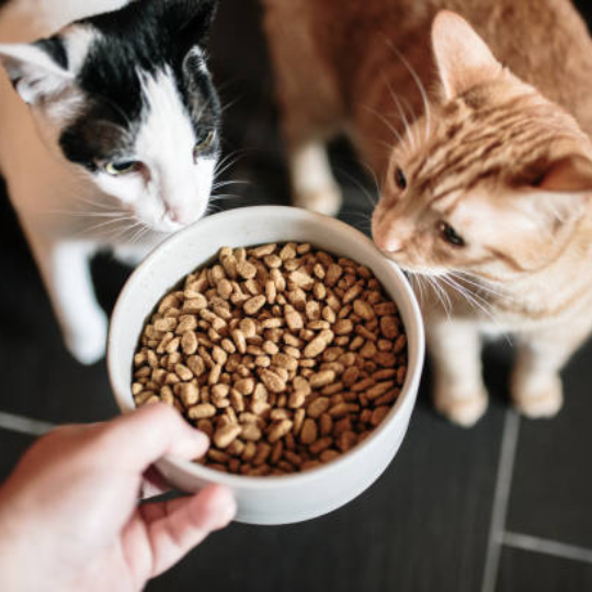 Croquettes sans céréales pour chat